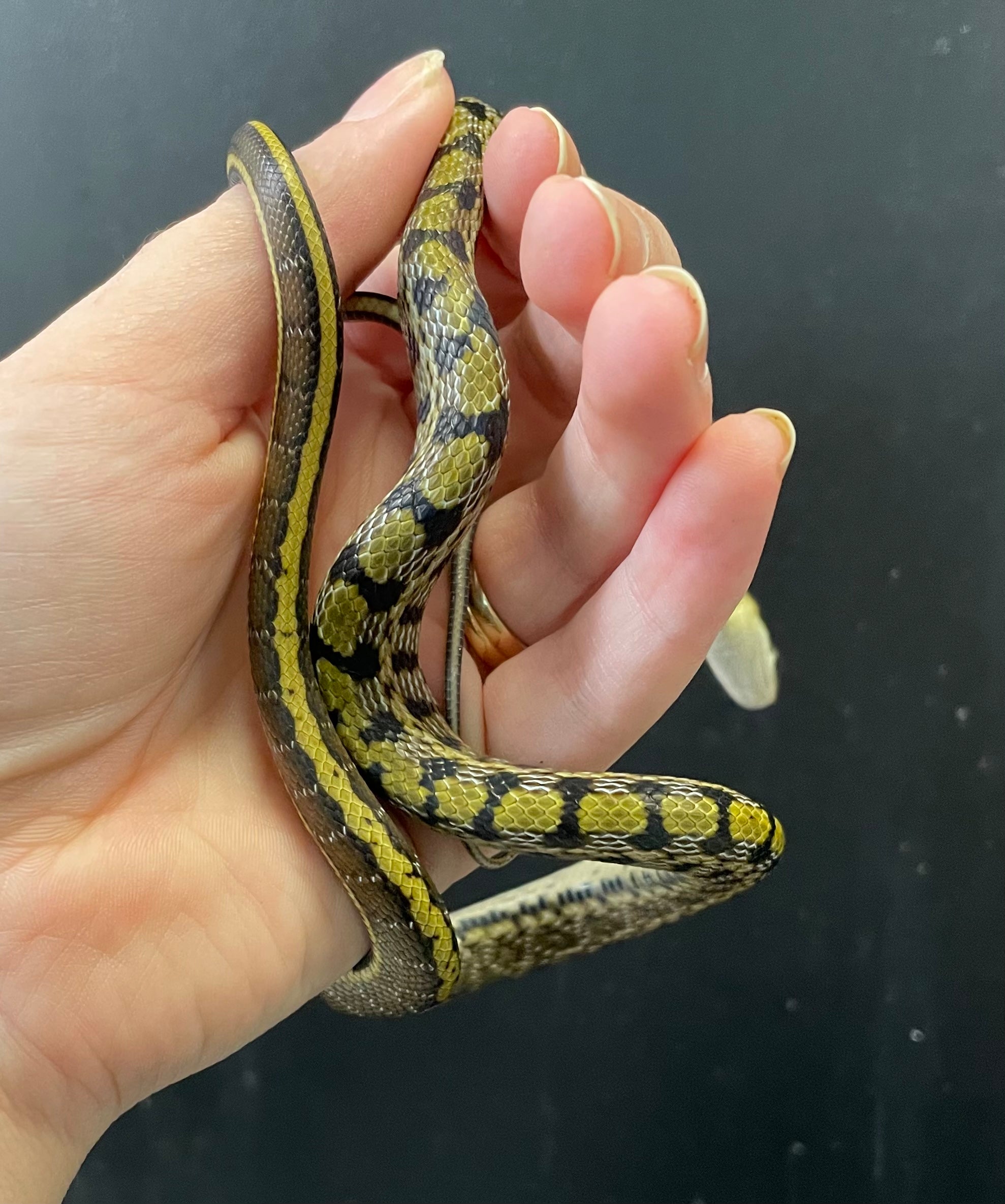 Taiwan Beauty Snake CBB