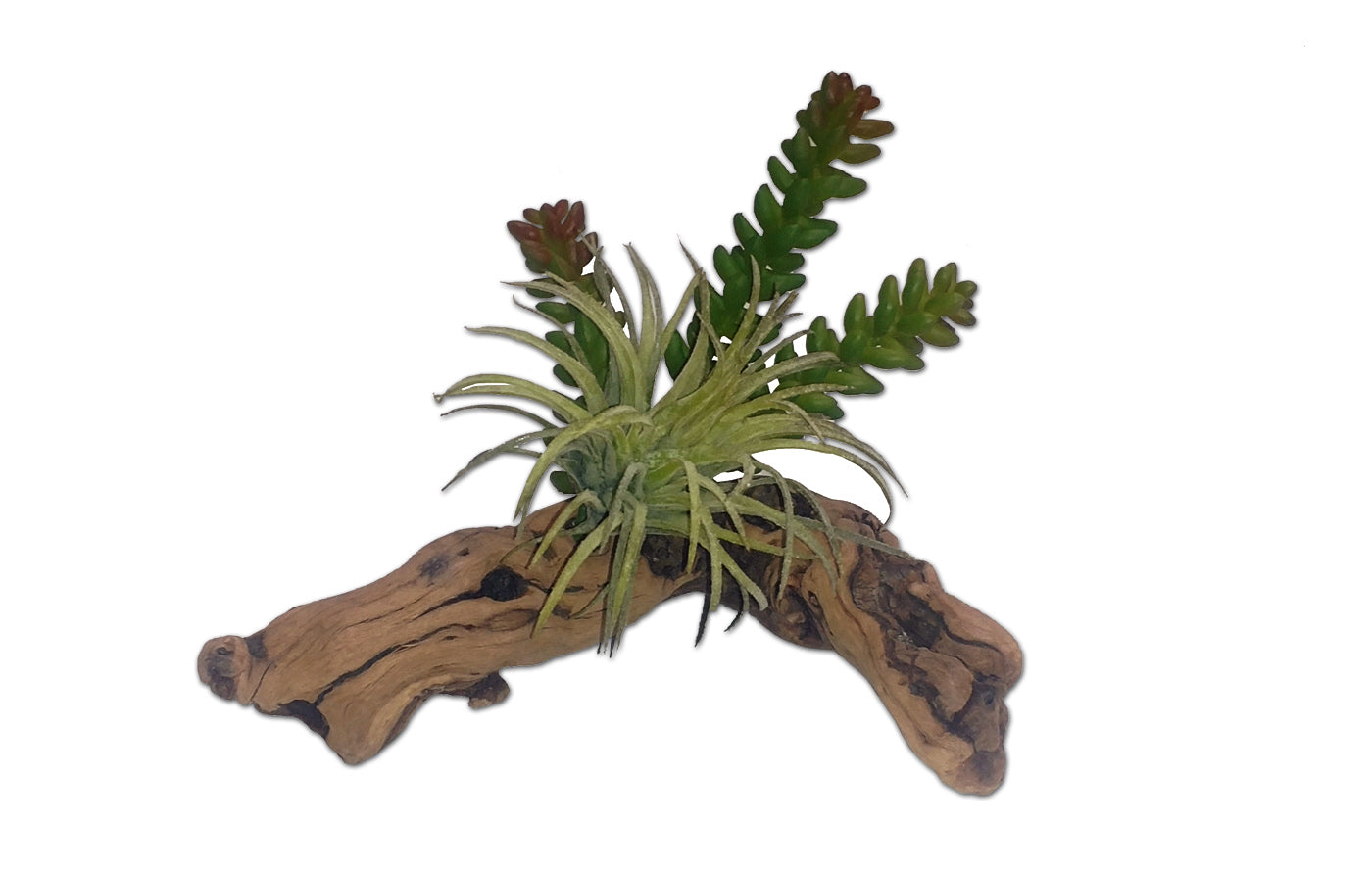 Habiscape 3 Succulents on Driftwood