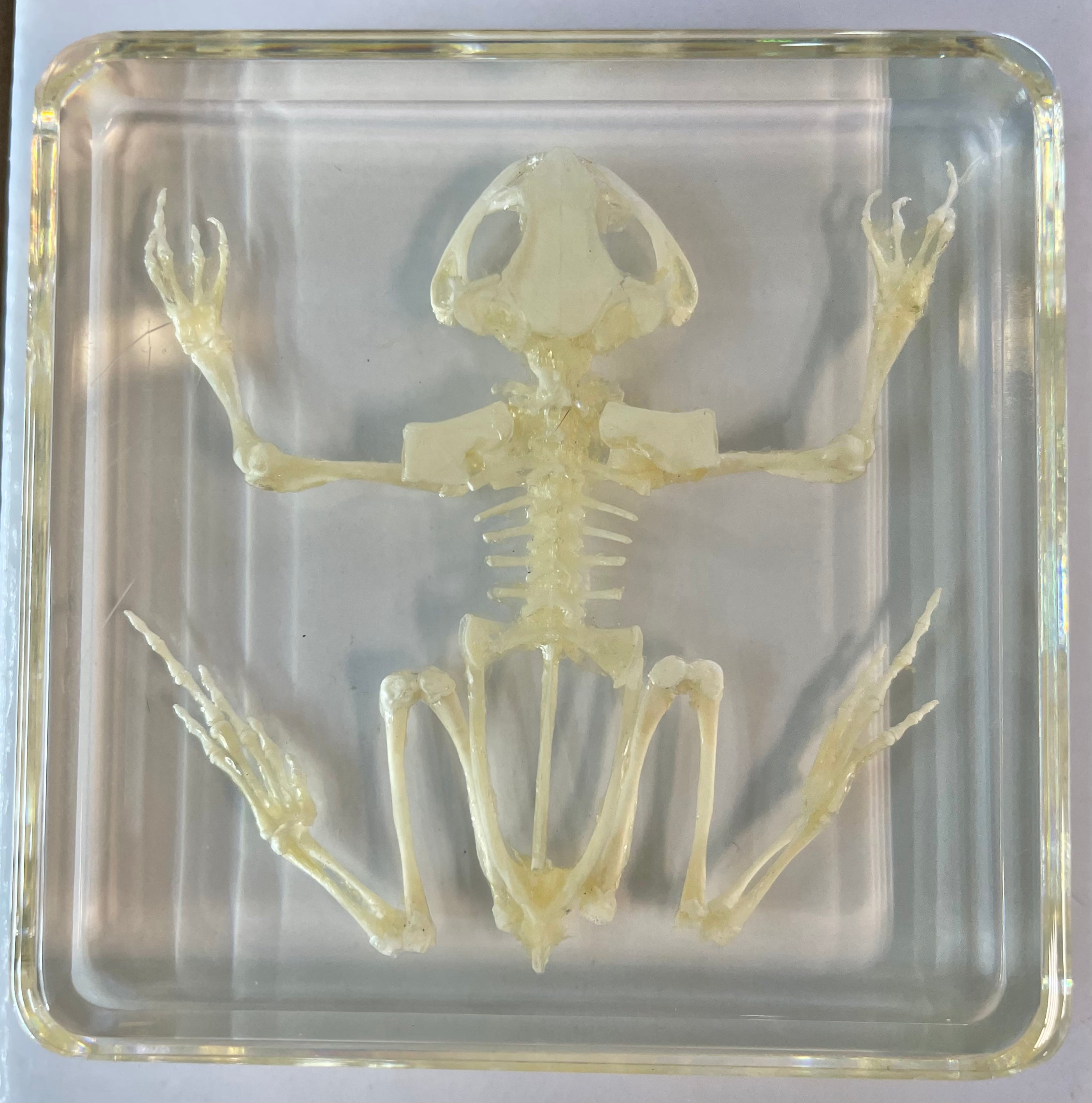 Frog Skeleton - Specimen In Resin