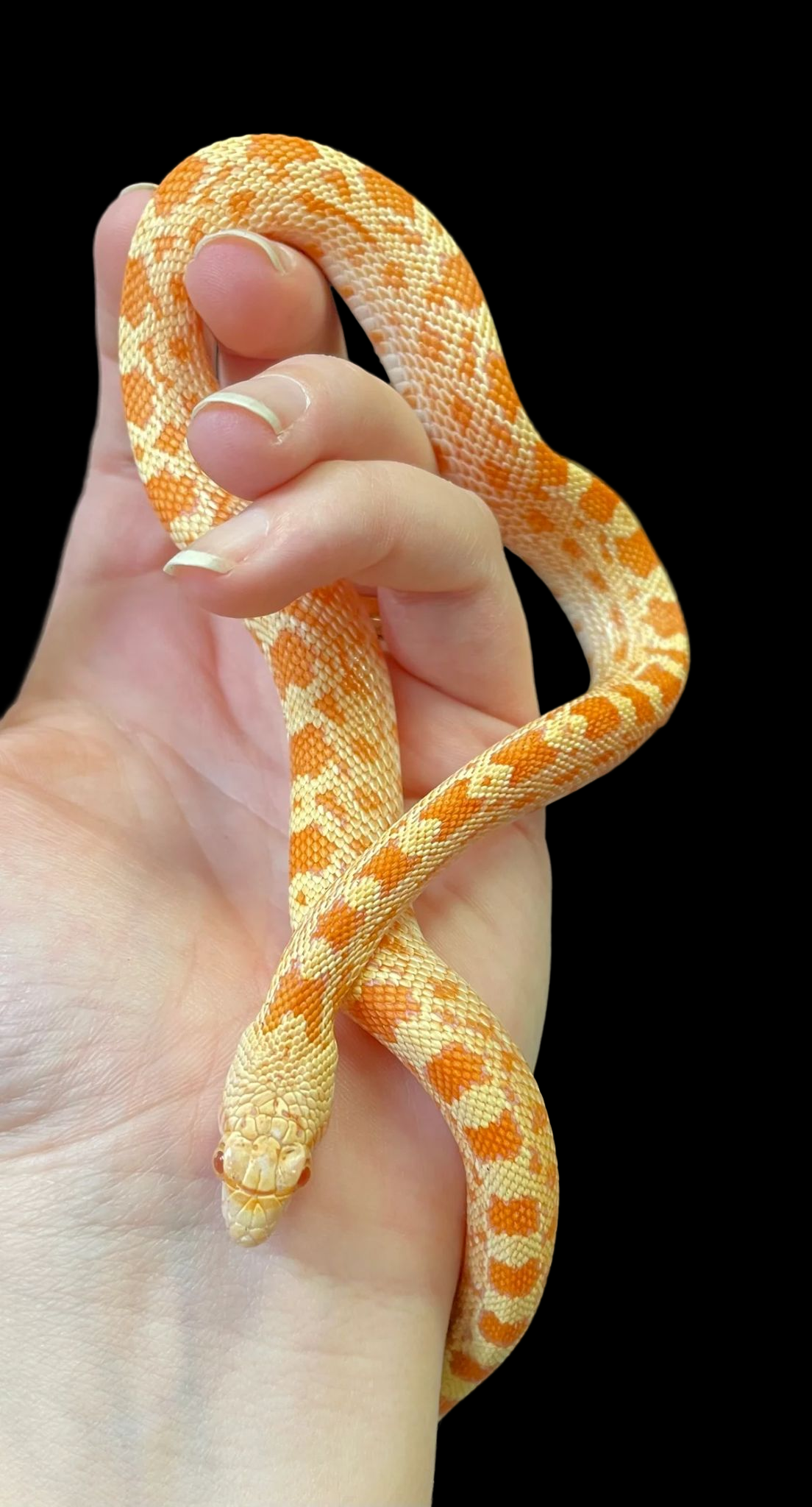 Gopher Snake (Albino P.H. Axanthic) CBB