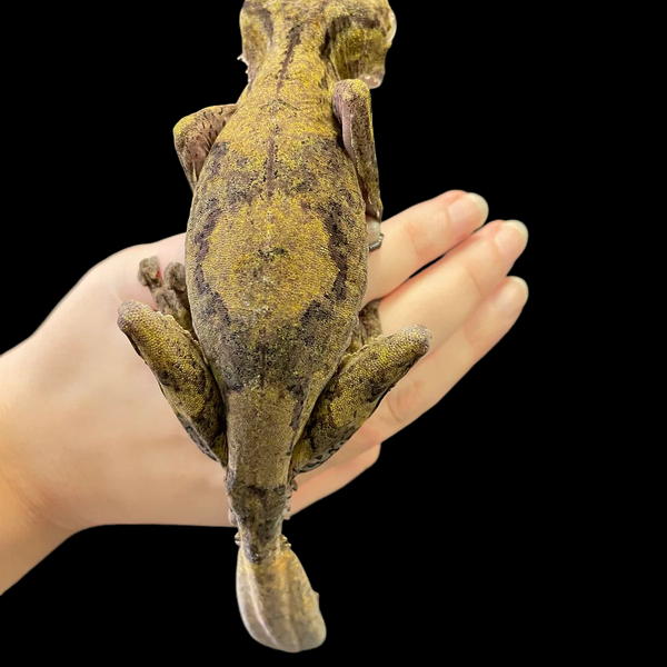 Common Leaf Tail Gecko
