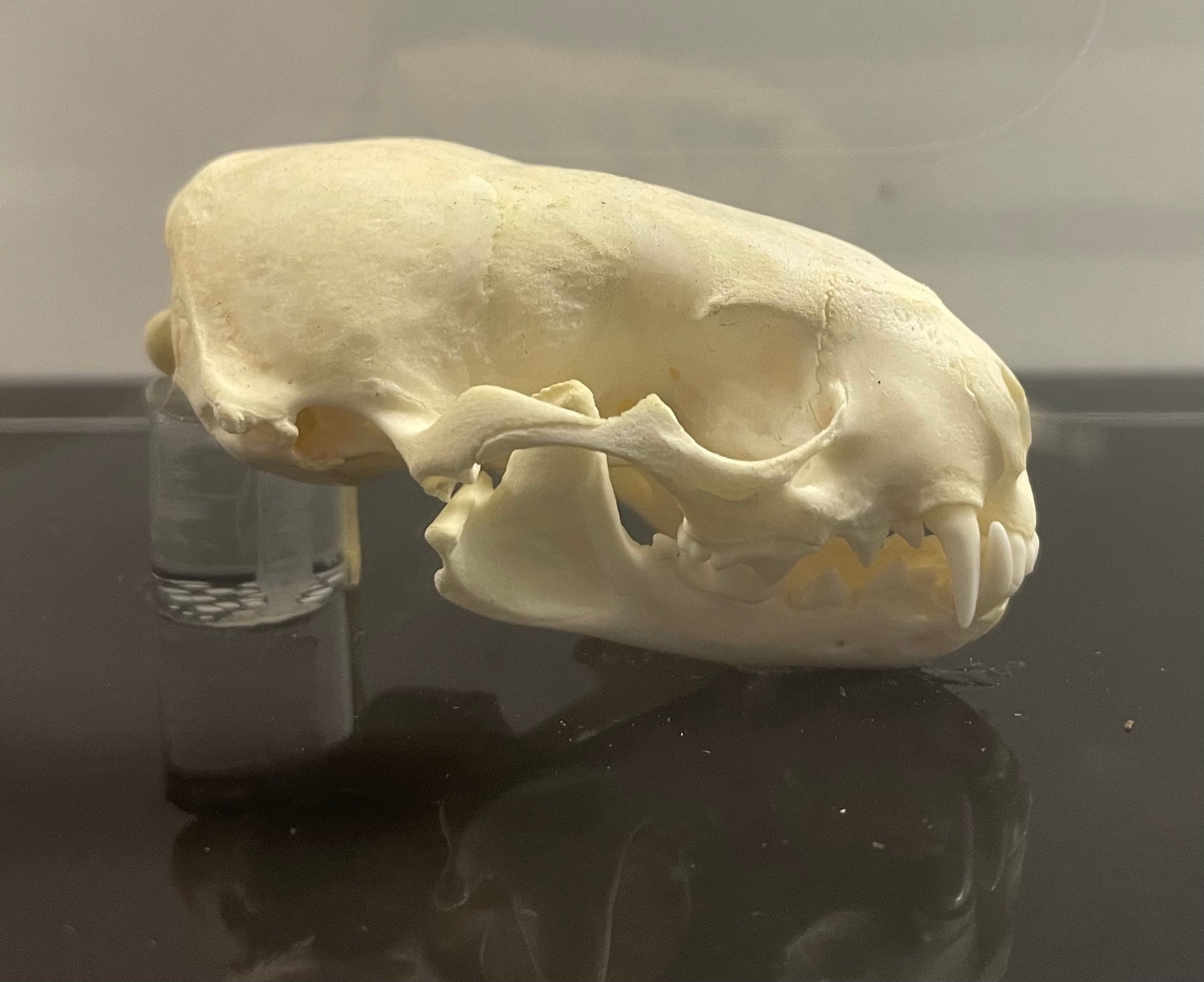 Domestic Ferret Skull