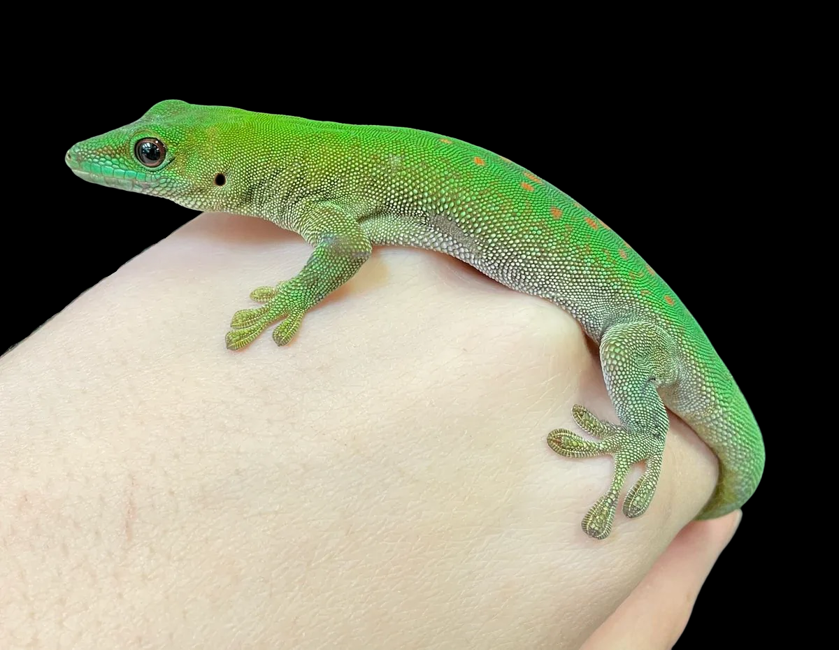 Kochi Day Gecko