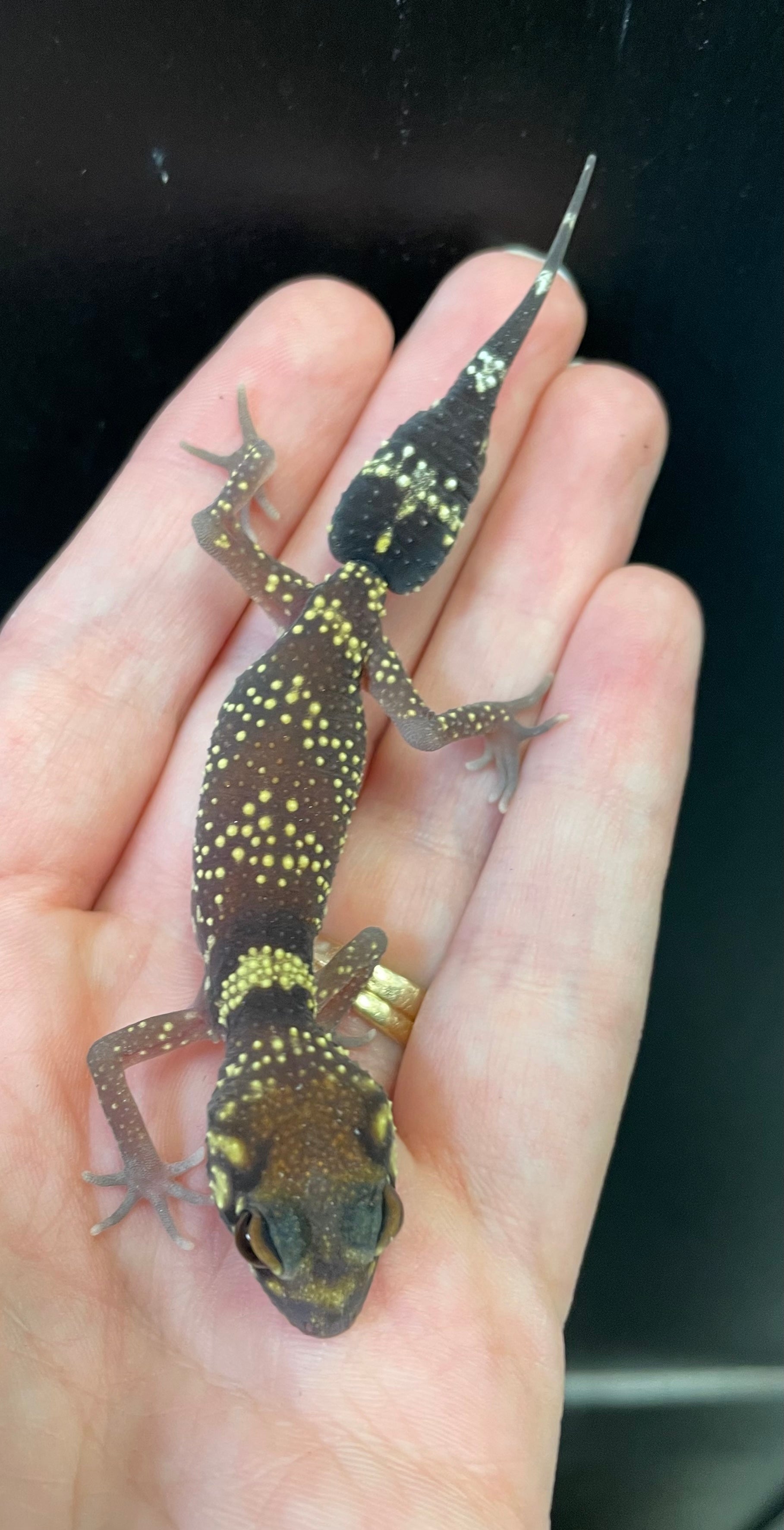 Barking Gecko