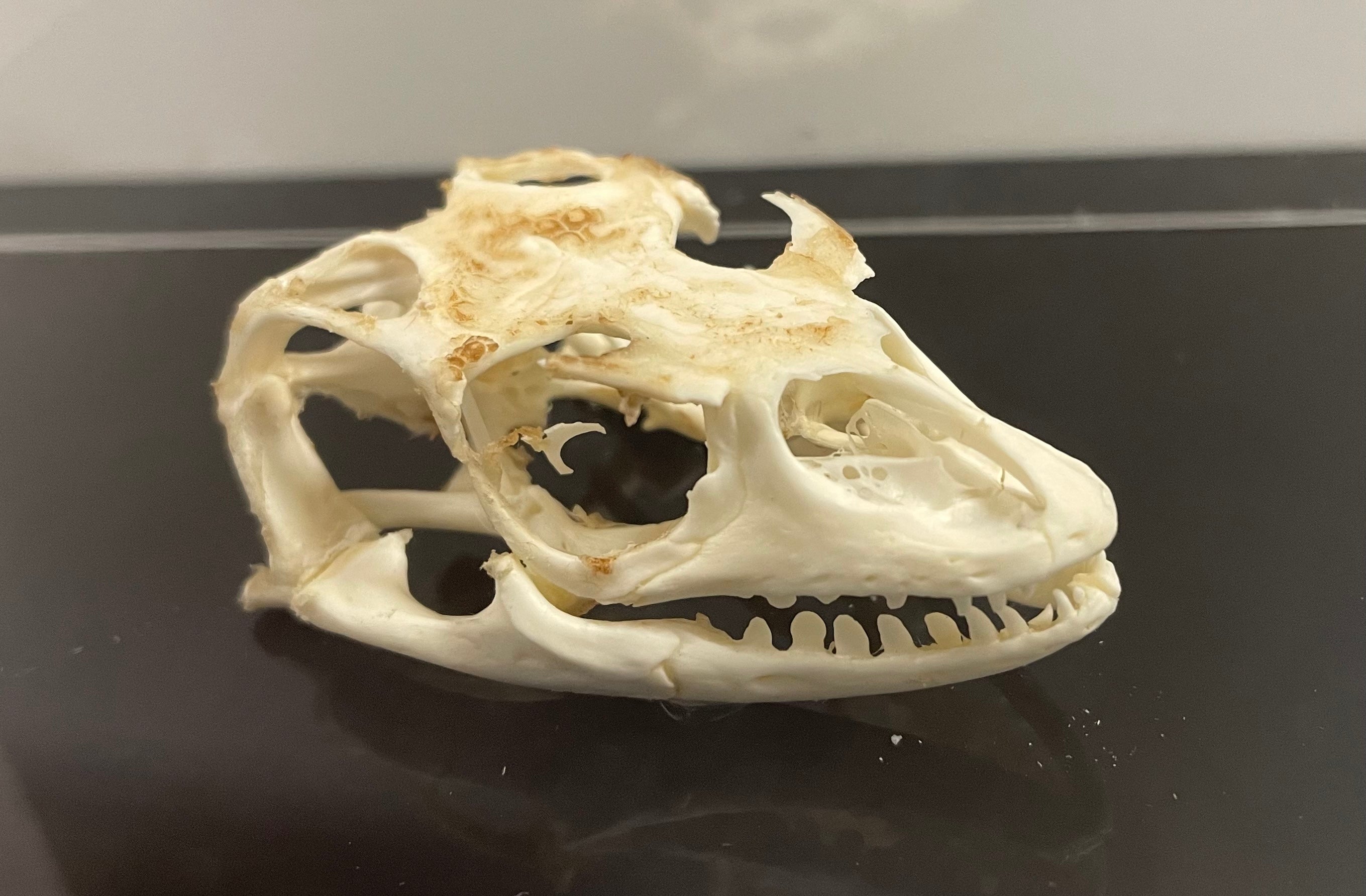 Savannah Monitor Skull