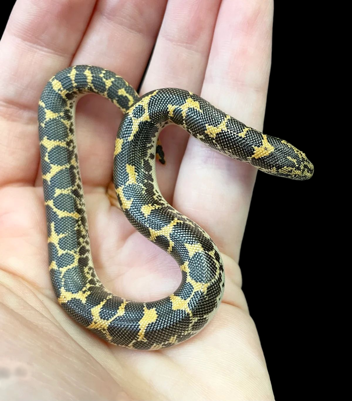 Kenyan Sand Boa (Het Anery/Albino/Paradox Albino)