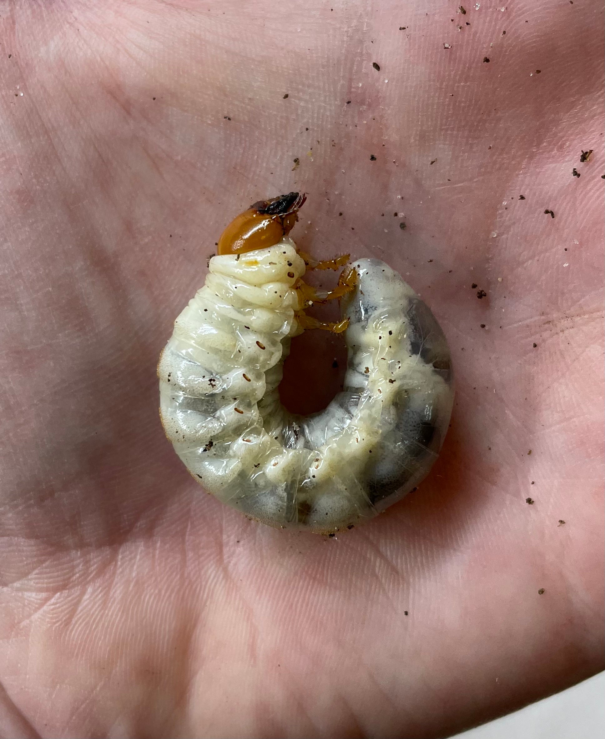 Smooth Stag Beetle Larva