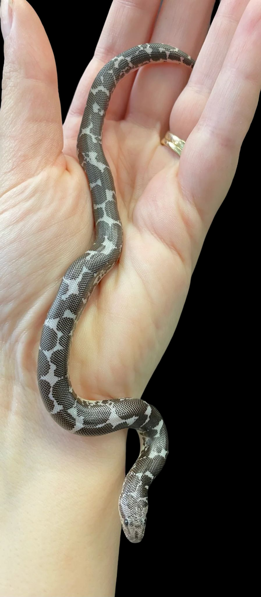 Kenyan Sand Boa (Anery Het Albino/Paradox Albino)