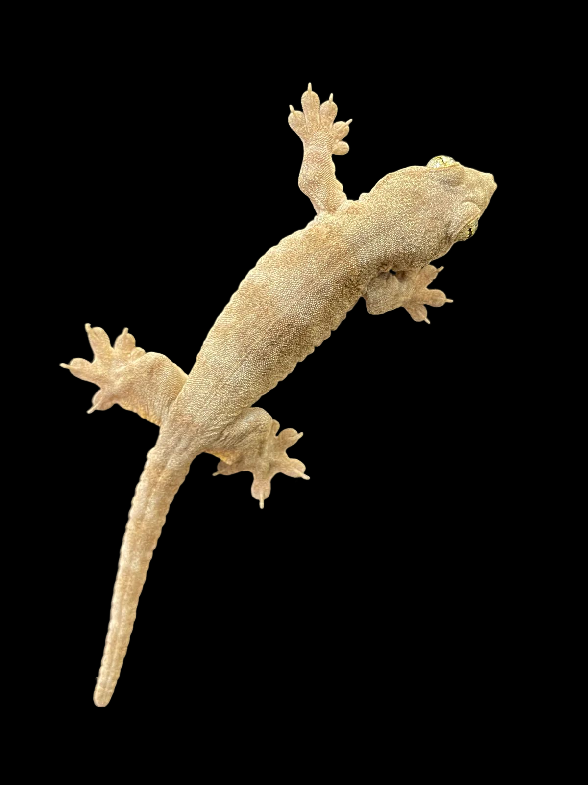 Halmahera Giant Gecko CBB