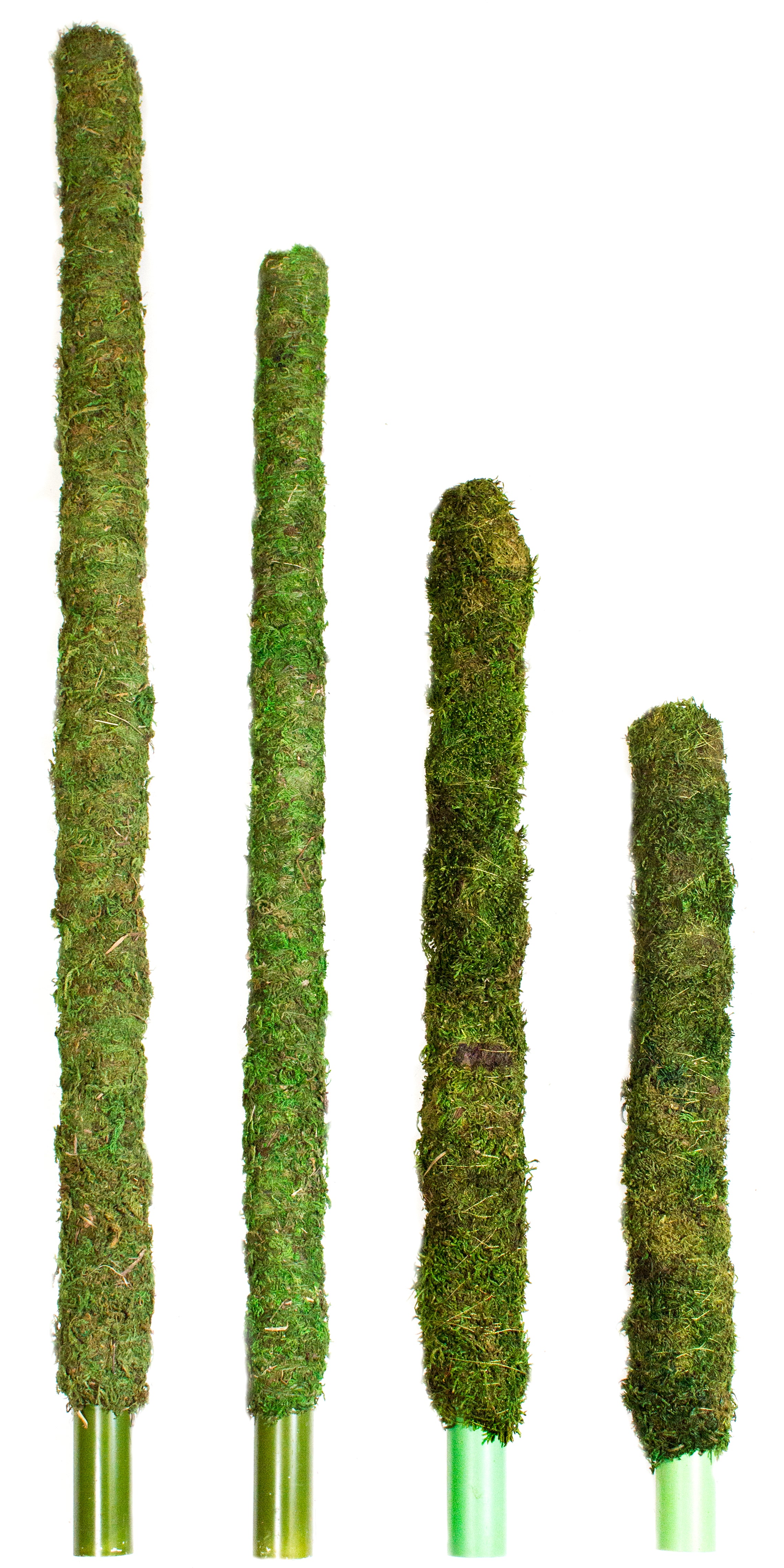 Galapagos Mossy Perch