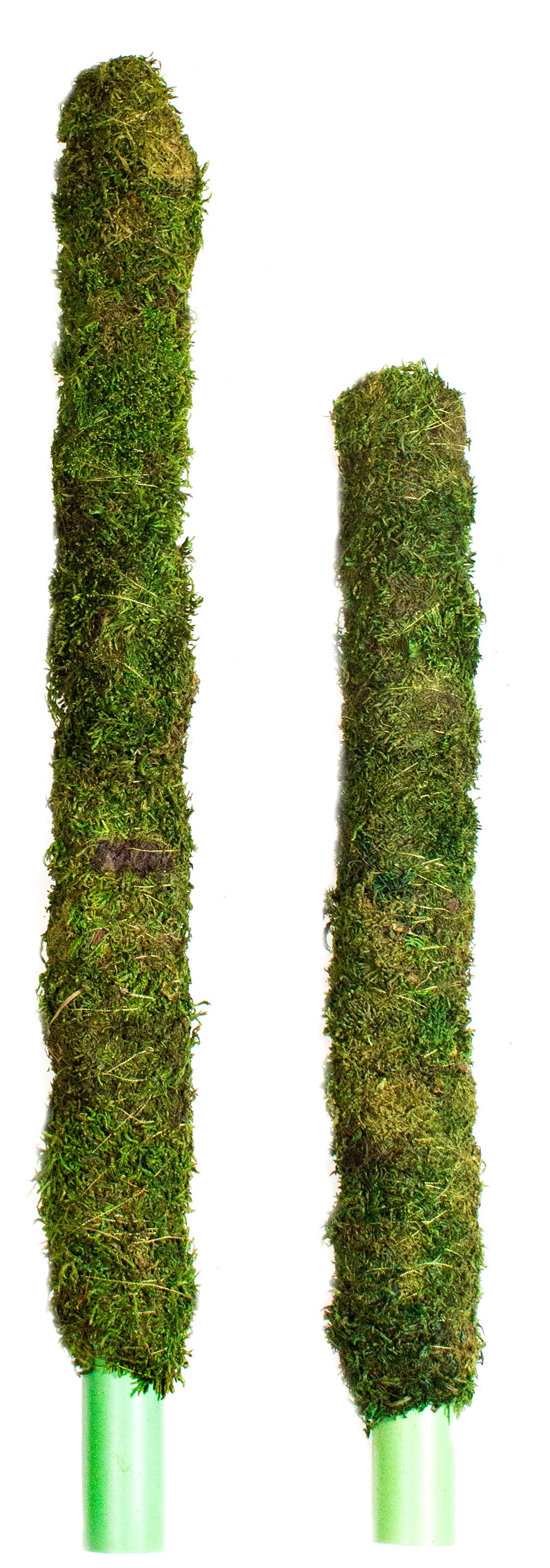 Galapagos Mossy Perch