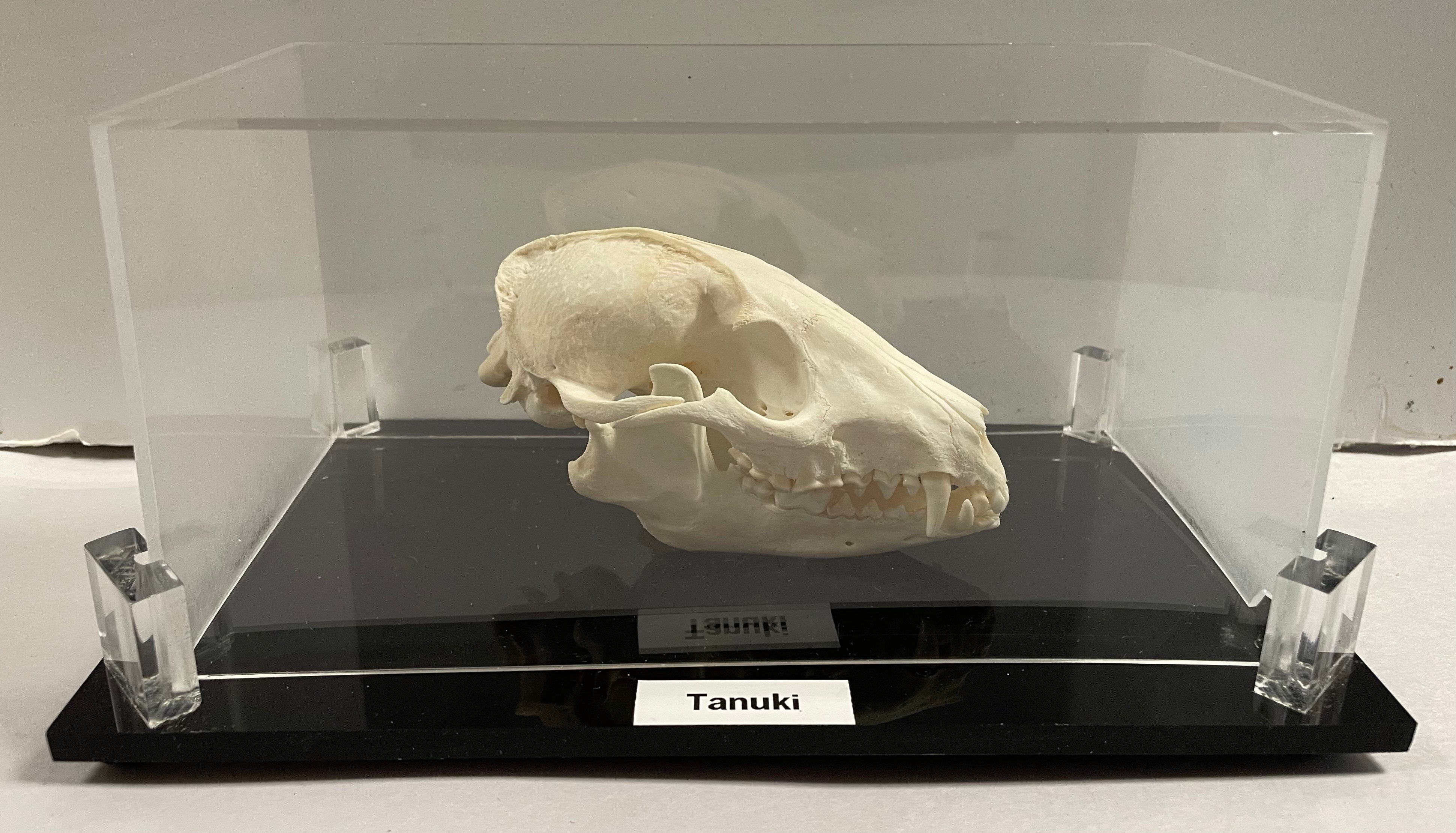 Tanuki Skull