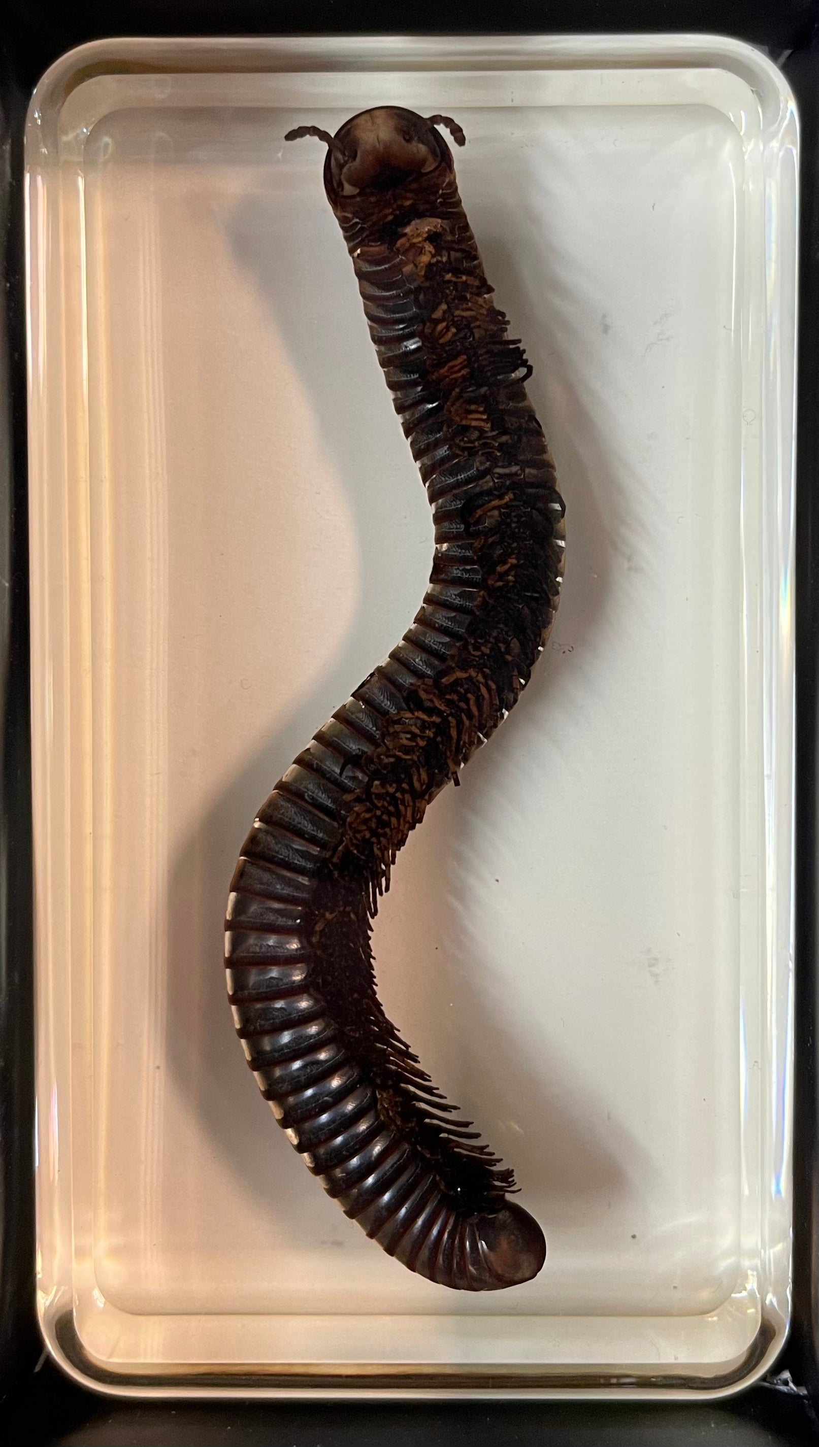 Millipede - Specimen In Resin