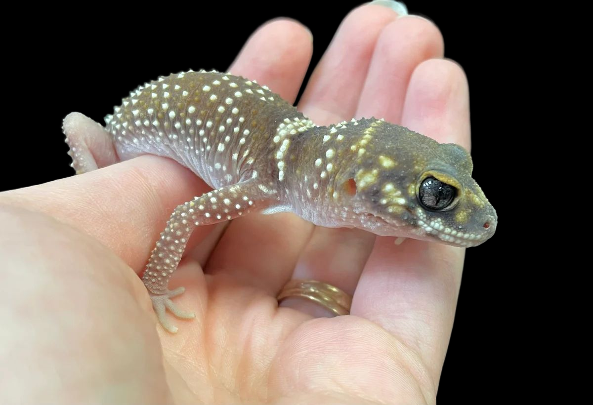 Barking Gecko (Hypo) CBB