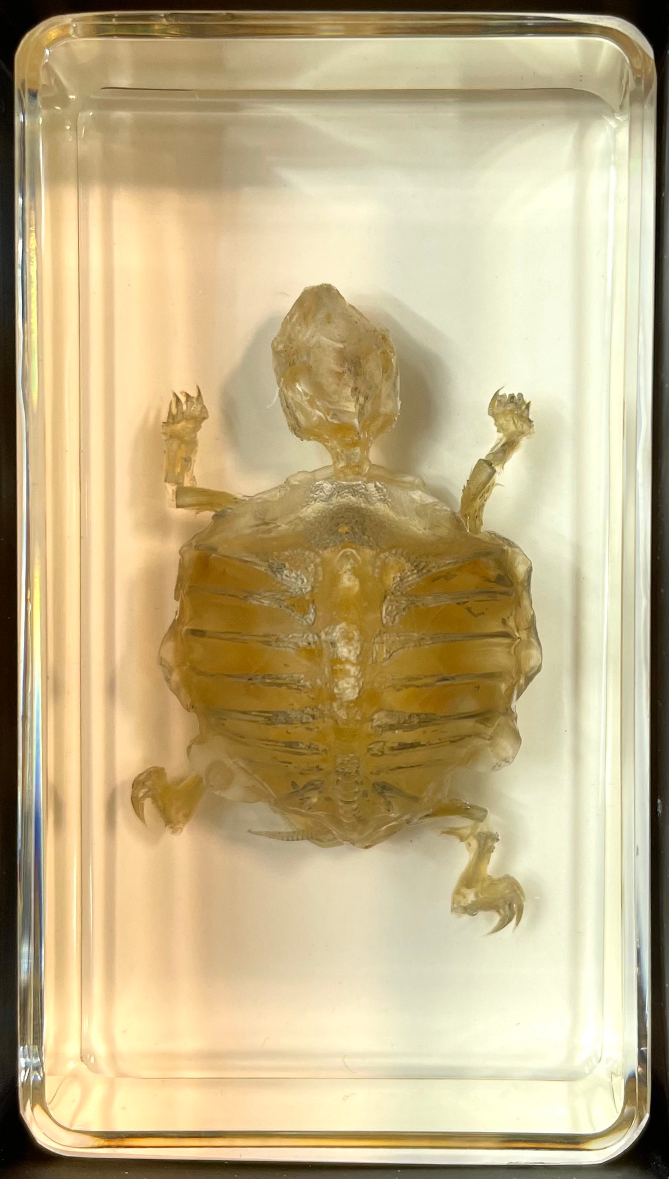Turtle Skeleton - Specimen In Resin