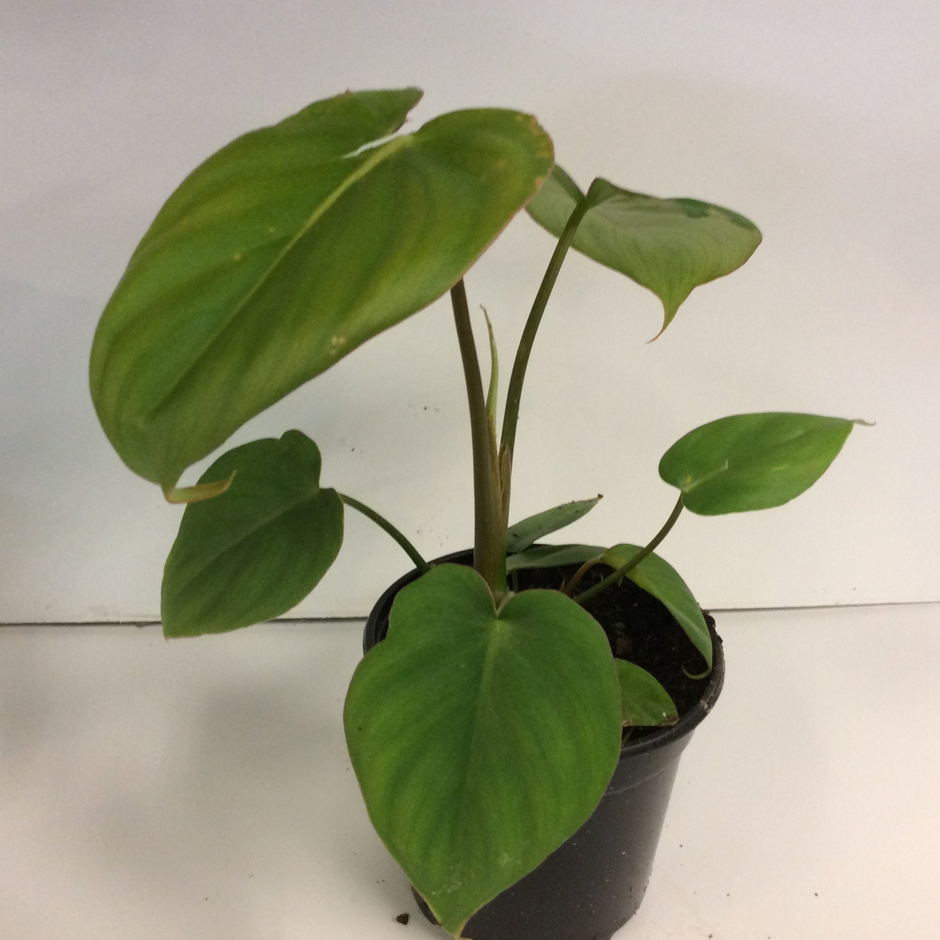 philodendron dean mcdowell care Philodendron Dean McDowell