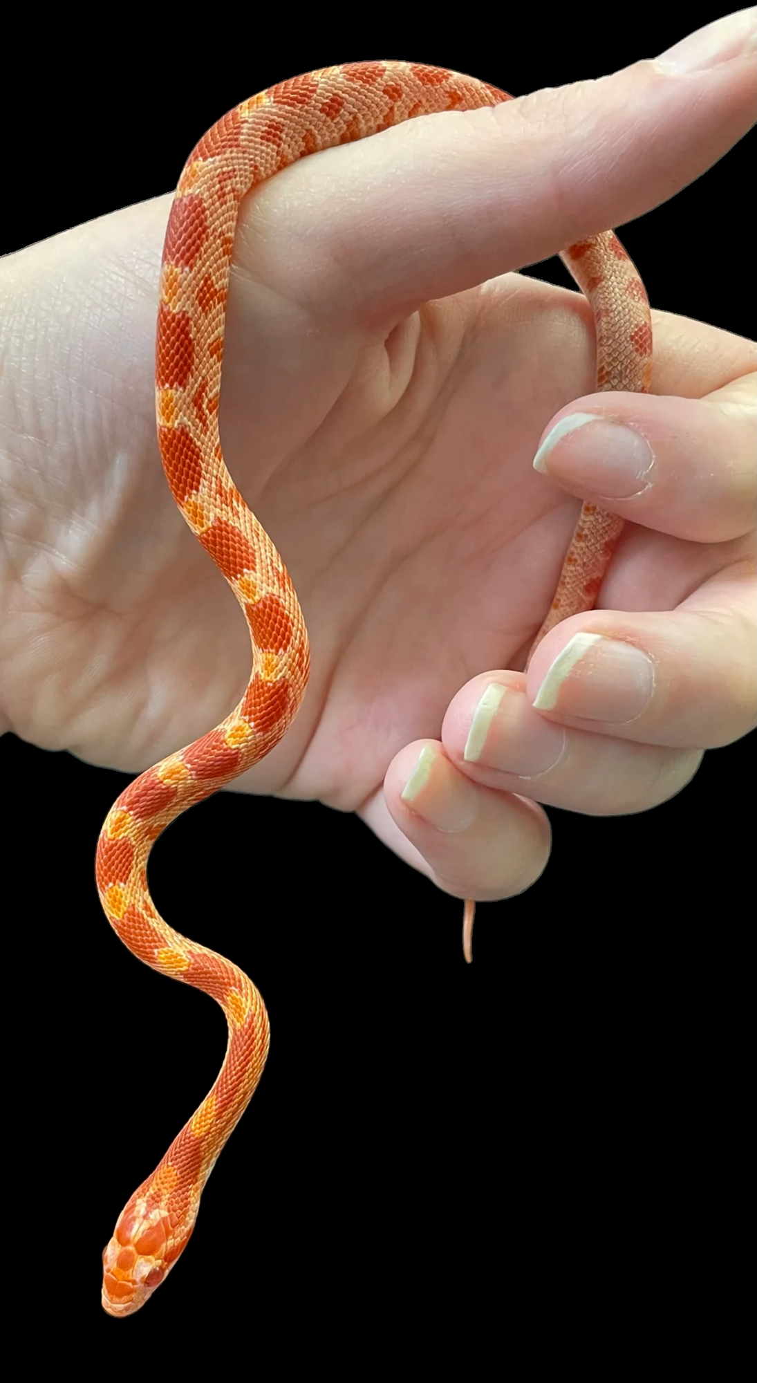 Corn Snake (Albino) CBB