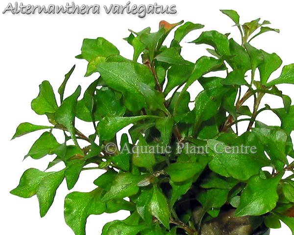 Alternanthera bettzickiana variegatus
