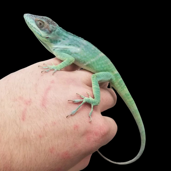 Feeder anoles for sales sale