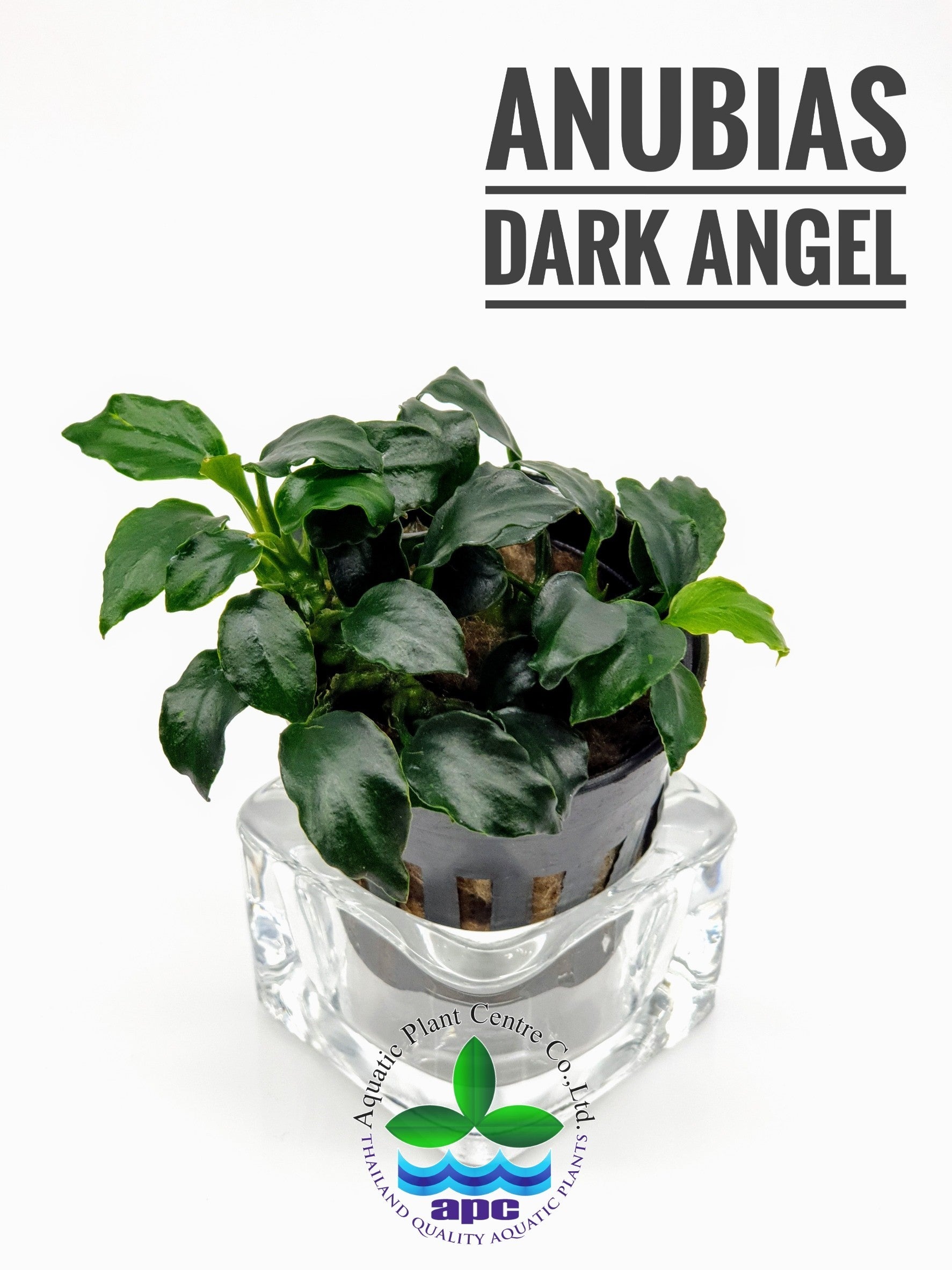 Anubias barteri Dark Angel