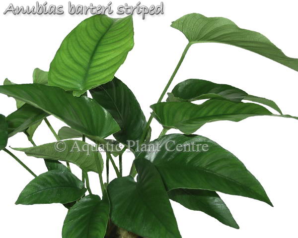 Anubias barteri v Striped