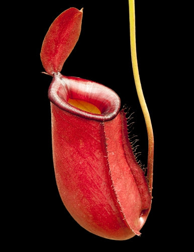 Nepenthes ampullaria x ventricosa