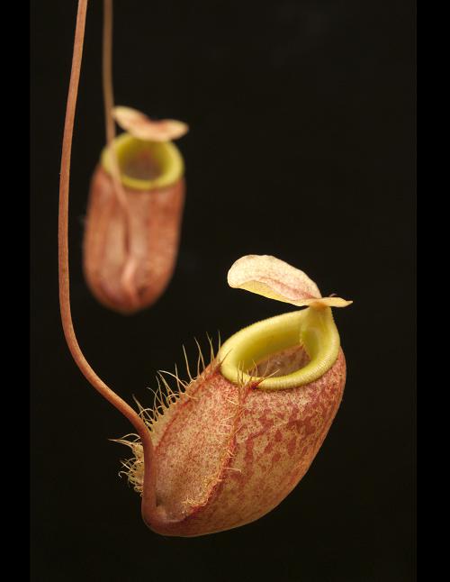 Carnivorous Plants