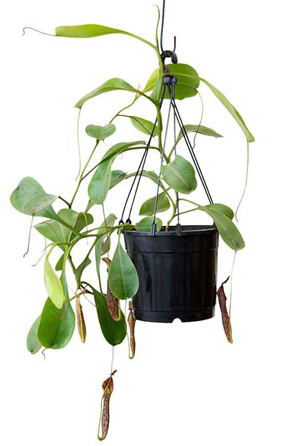 Nepenthes fusca