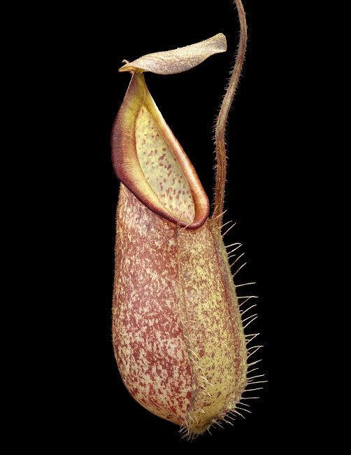 Nepenthes hirsuta Serapi