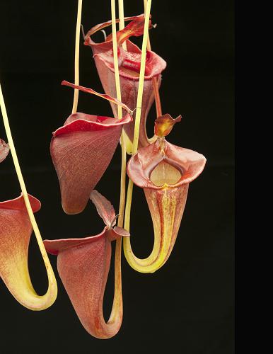Nepenthes jacquelineae (BE-3092)