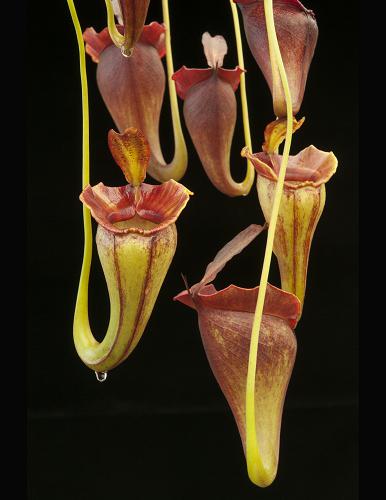 Nepenthes jacquelineae (BE-3092)