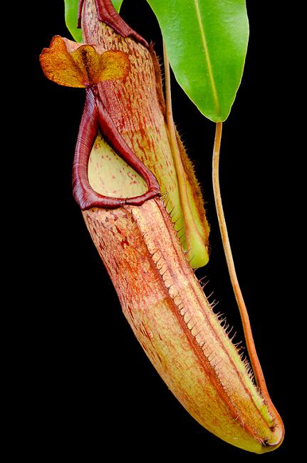 Nepenthes sp #1 Sumatra (alata)