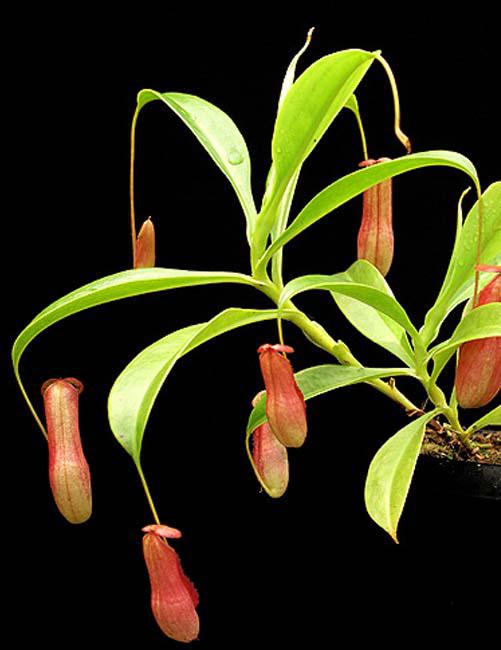 Nepenthes madagascariensis