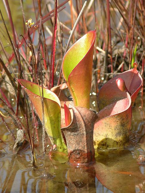 Carnivorous Plants