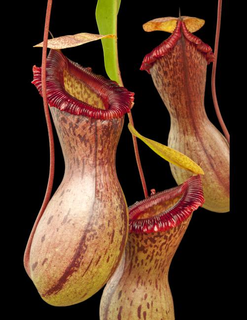 Nepenthes ventricosa 'Madja-as'
