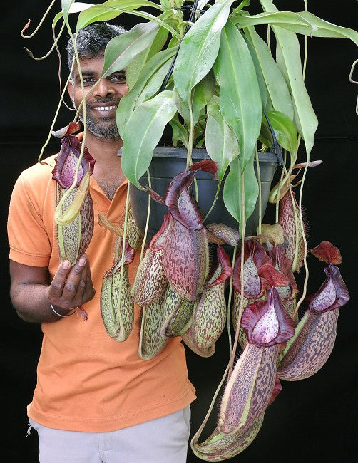 Nepenthes spathulata x spectabilis (BE-3314)