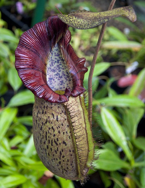 Nepenthes spathulata x spectabilis (BE-3314)