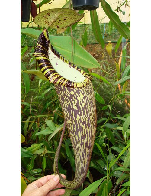 Nepenthes spectabilis (Perkinson Giant)
