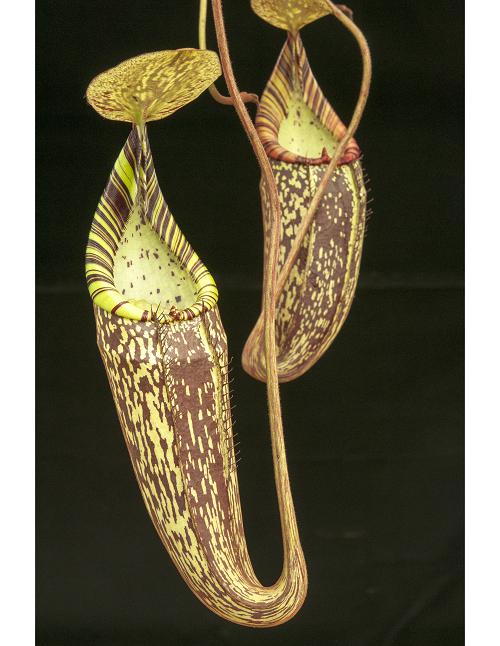 Nepenthes spectabilis (Perkinson Giant)