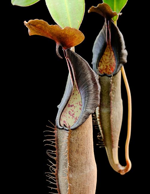 Nepenthes lingulata