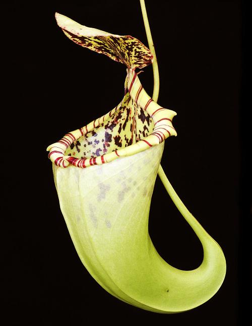 Nepenthes burbidgeae x campanulata