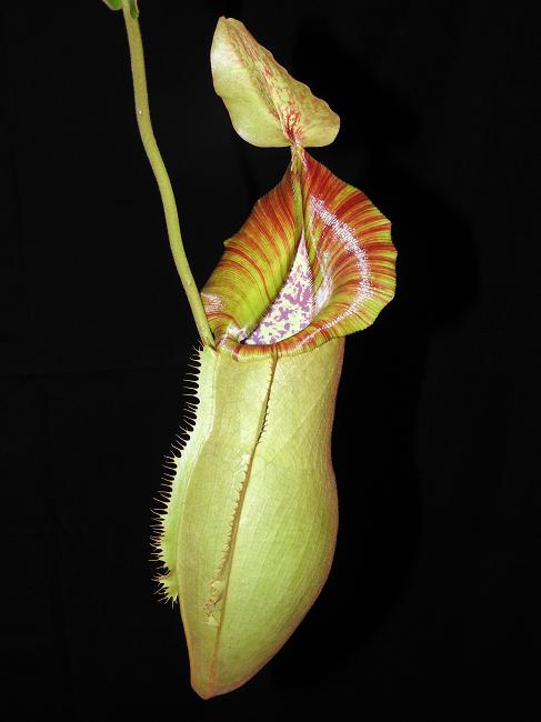 Nepenthes spathulata x veitchii