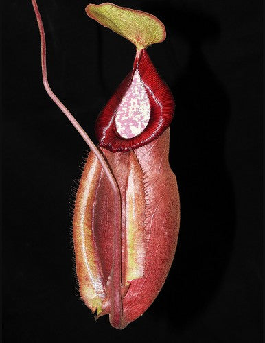 Nepenthes densiflora x mirabilis var globosa