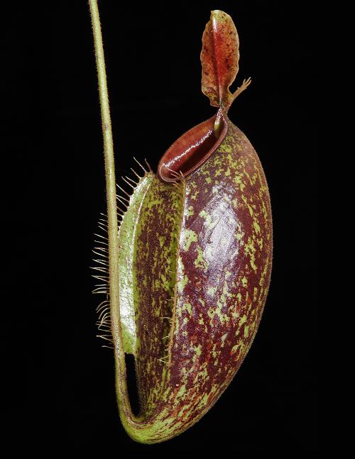 Nepenthes ampullaria x aristolochioides