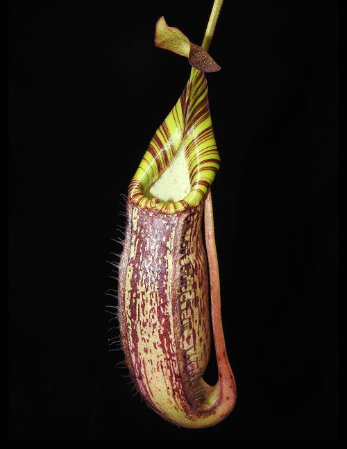 Nepenthes spectabilis x veitchii