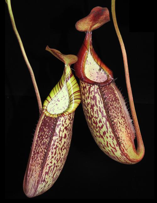 Nepenthes spectabilis x veitchii