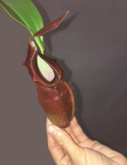 Nepenthes (ampullaria x mirabilis) x dubia