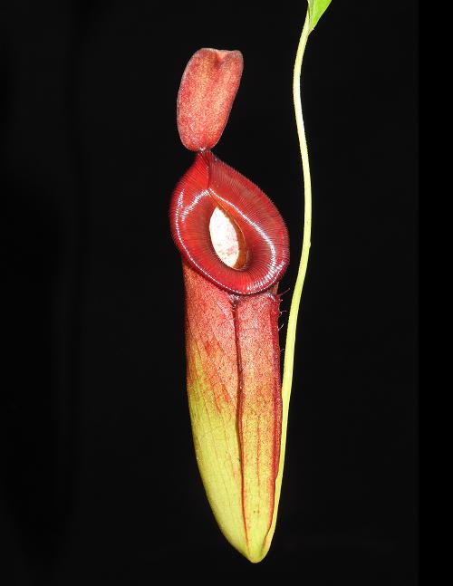 Nepenthes (ampullaria x mirabilis) x dubia