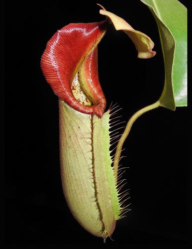 Nepenthes robcantleyi x veitchii (intermediate)