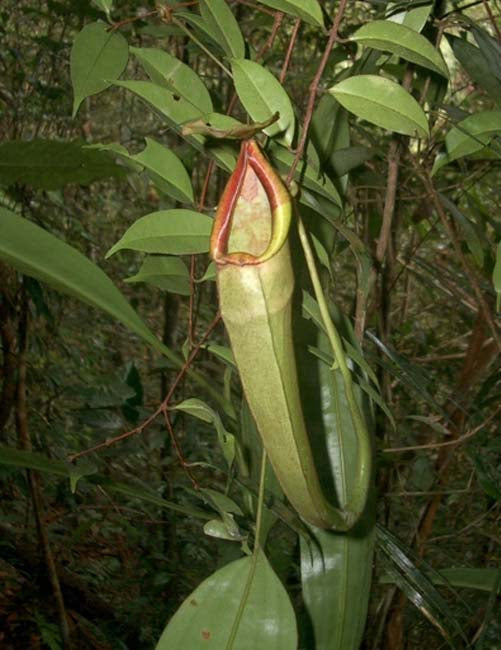 Nepenthes longifolia